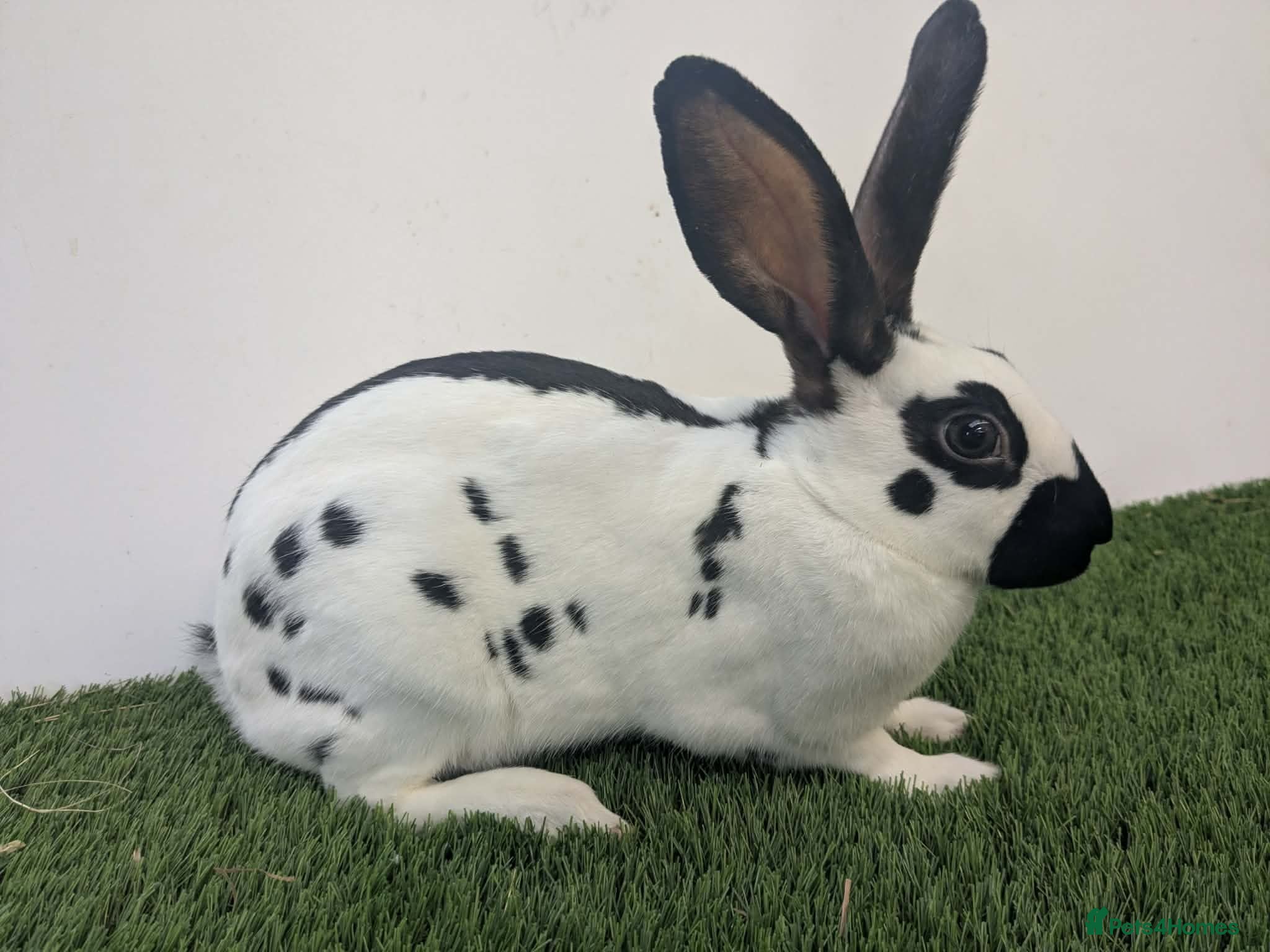 English rabbits Yurvac vaccinated baby English rabbit, ready now! - Advert 1