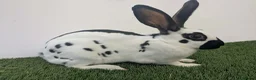 English rabbits for sale: Yurvac vaccinated baby English rabbit, ready now! - Advert 1