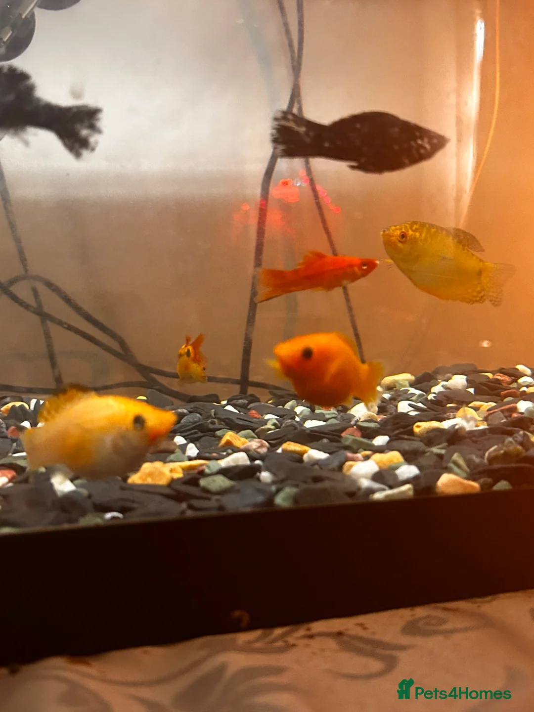 Other/Mixed Breed fish for sale: All fishes in the photos for sale in Hayes - Advert 7