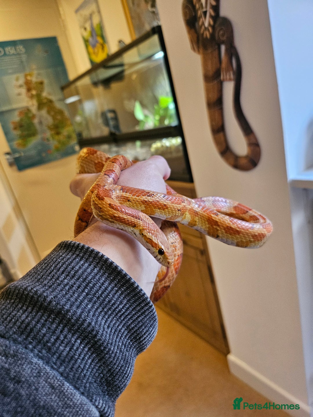 Corn Snake reptiles for sale: Corn Snake and Full Setup  - Advert 1