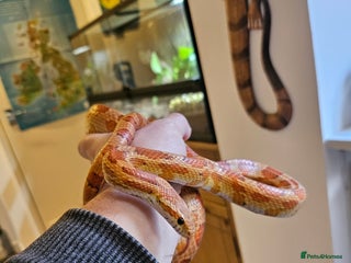 Corn Snake reptiles Corn Snake and Full Setup - Advert 1