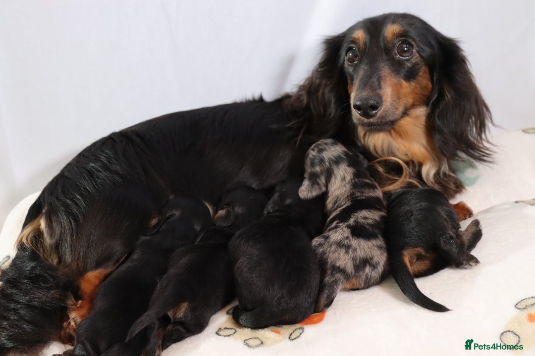 Miniature Dachshund dogs for stud: Silver dapple miniature longhaired dachshund stud in Stowmarket - Advert 20