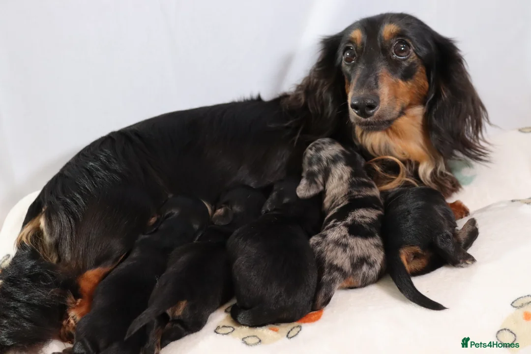 Miniature Dachshund dogs for stud: Silver dapple miniature longhaired dachshund stud in Stowmarket - Advert 20