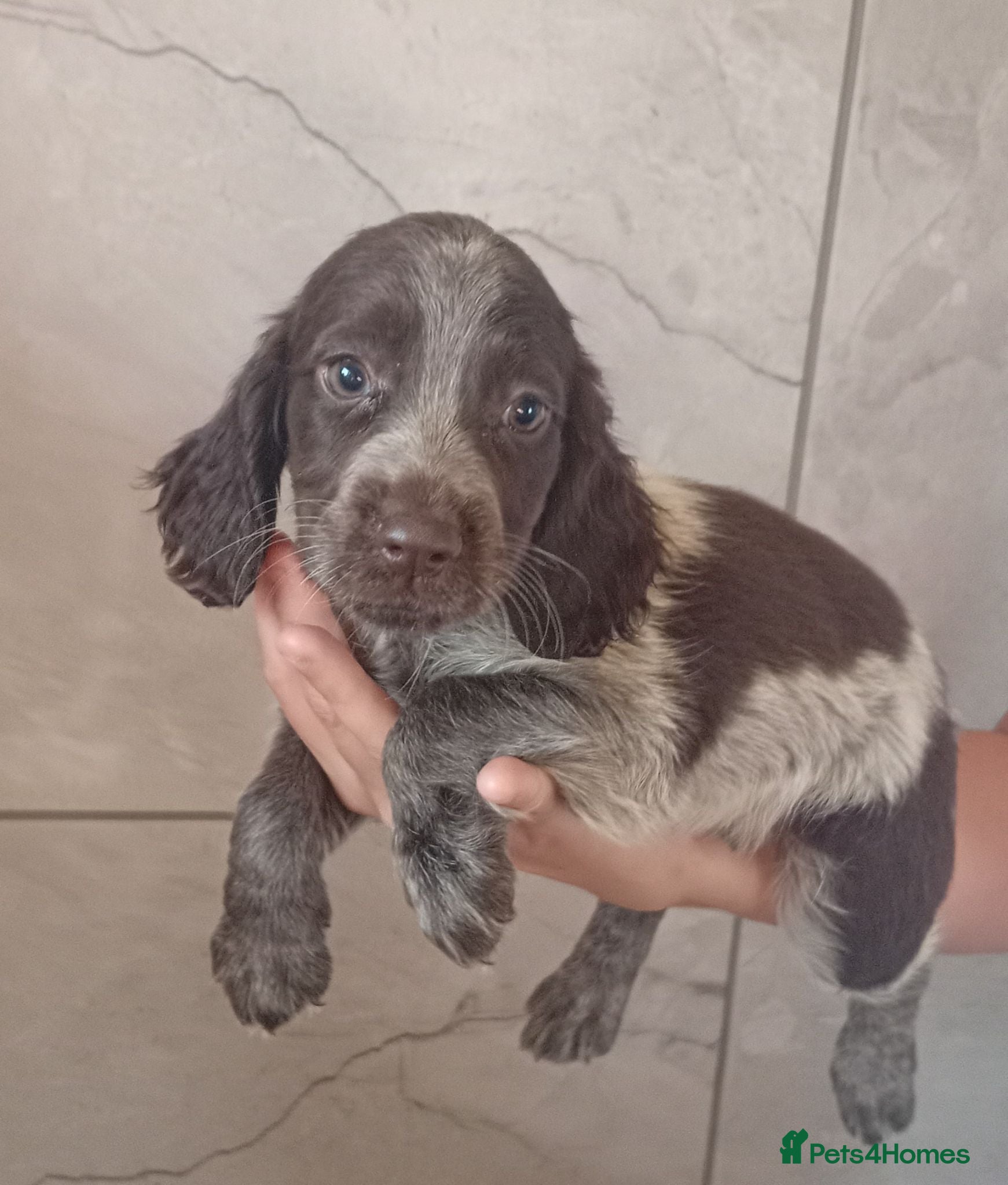 Cocker Spaniel dogs Cocker spaniel puppies  - Advert 9