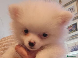 Pomeranian dogs POMERANIAN Puppies - Ready now - Advert 2