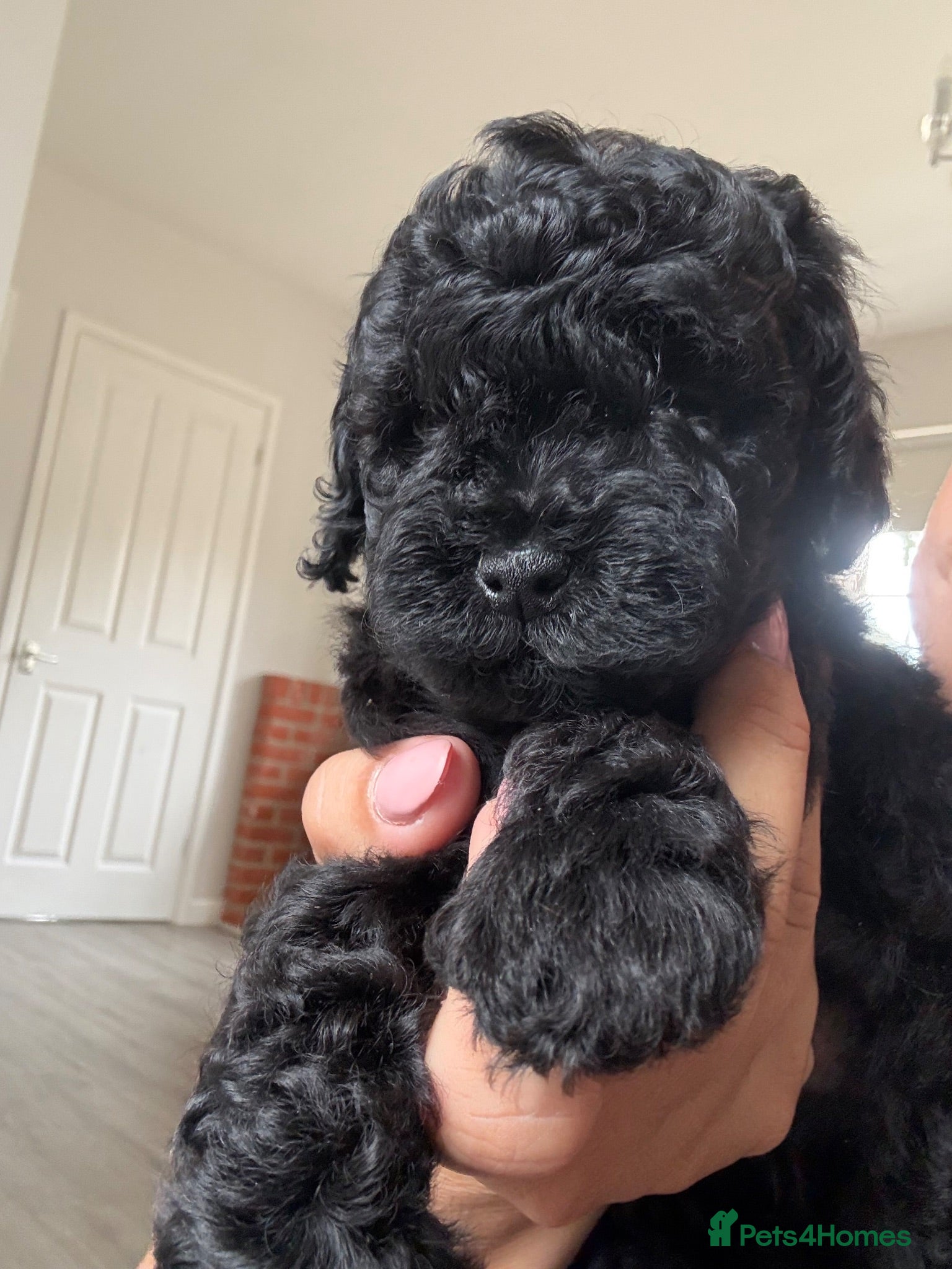Cavapoo dogs Exceptional health tested Cavapoo puppies - Advert 2