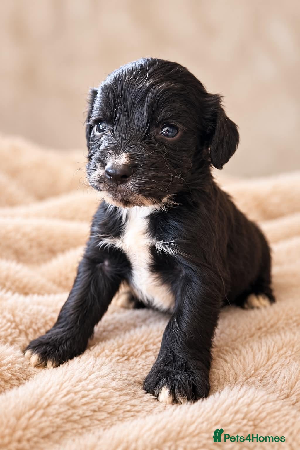 Cockapoo dogs for sale: Beautiful merle, cream, Lemon and white cockapoos - Advert 2