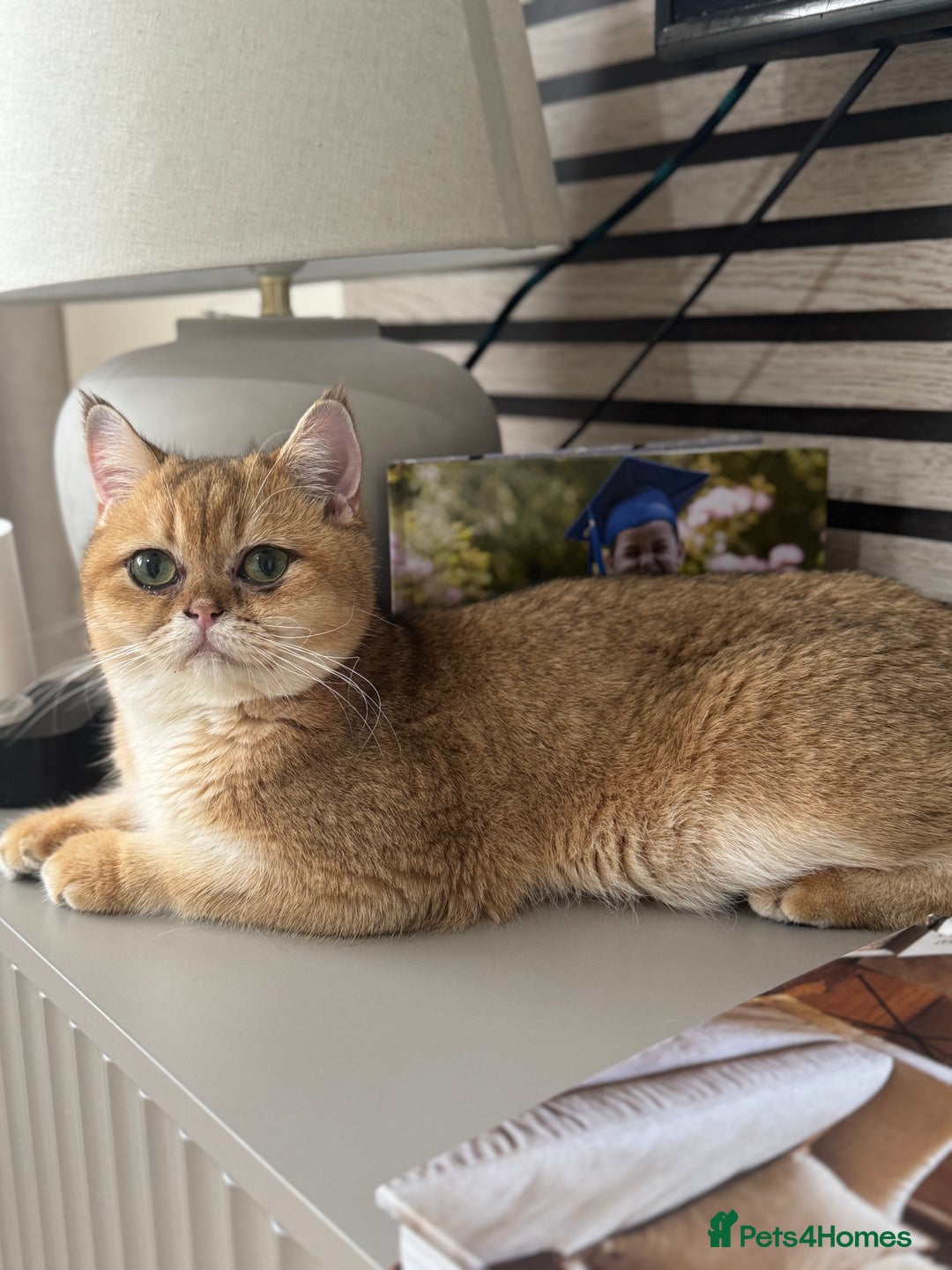 British Shorthair cats for sale: Golden british shorthair boy - Image 2