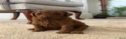 Miniature Poodle dogs for sale: Gorgeous Red Miniature Poodle pups KC Registered  in Exmouth - Advert 15