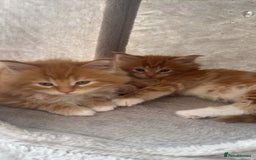 Maine Coon cats for sale: 2 Ginger Maine Coon females  - Image 22