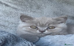 British Shorthair cats for sale: Lilic GCCF registered active champion lines  - Image 8