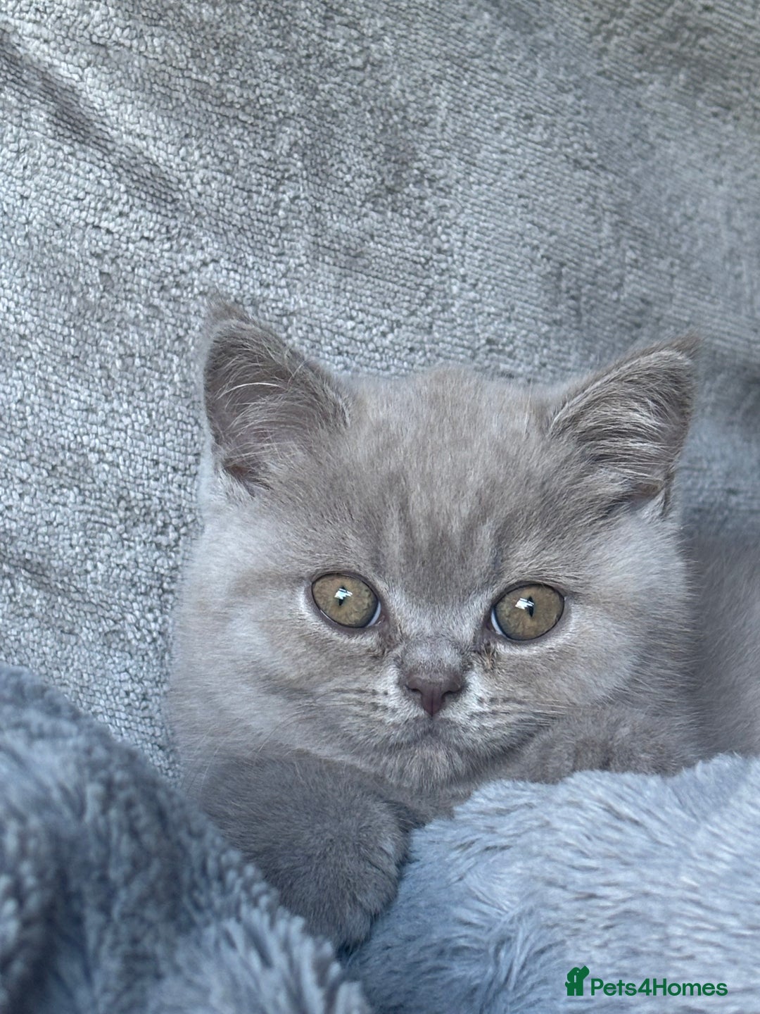 British Shorthair cats for sale: Lilic GCCF registered active champion lines  - Image 8