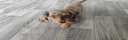 Dachshund dogs for sale: Mini Dachshund Puppy - Silver Dapple - 10 weeks in Grimsby - Advert 3