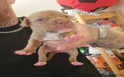 Staffordshire Bull Terrier dogs for sale: Puppies  - Image 3