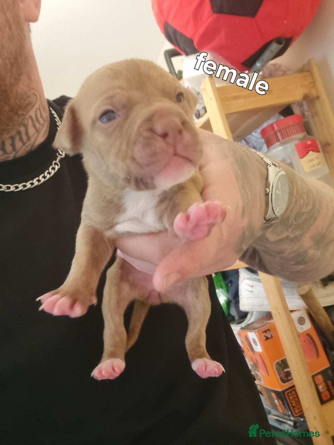 Staffordshire Bull Terrier dogs for sale: Puppies  - Image 3