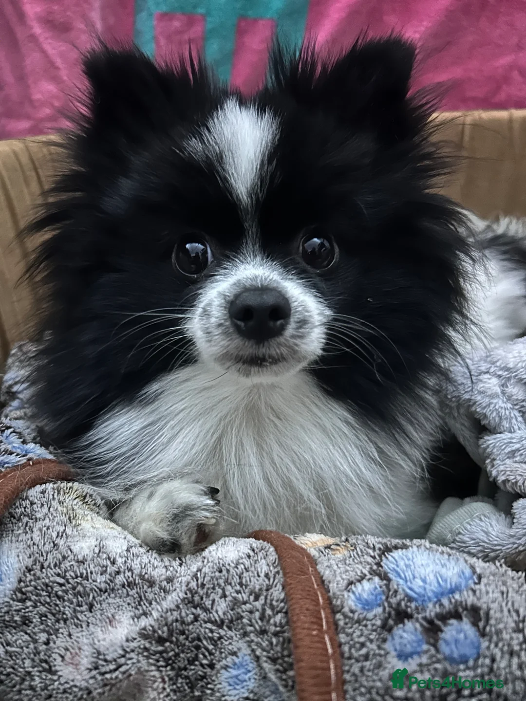 Pomeranian dogs for sale: Cute Pomeranians - Advert 2
