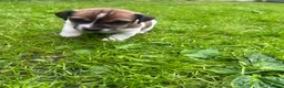 Jack Russell dogs for sale: Pure bread Jack Russell Terrier  - Advert 2