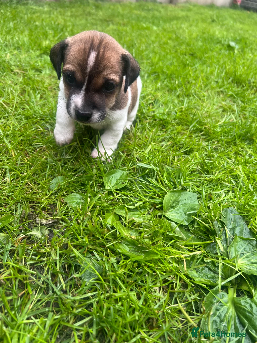 Jack Russell dogs for sale: Pure bread Jack Russell Terrier  - Advert 2