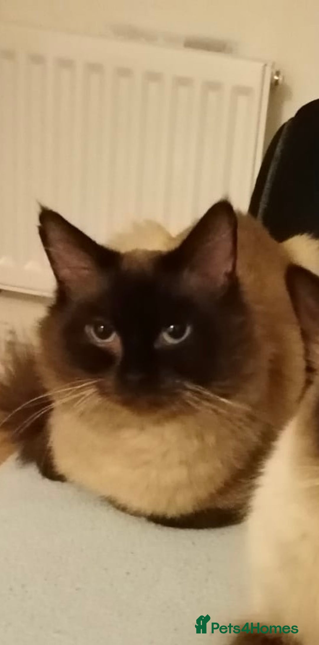 Ragdoll cats for sale: 6 years ago Ragdoll male cat available  - Advert 1