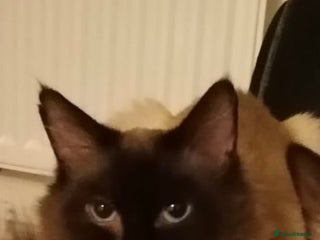 Ragdoll cats 6 years ago Ragdoll male cat available - Advert 4