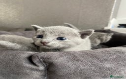 Russian Blue cats for sale: Russian blue kittens  - Image 7