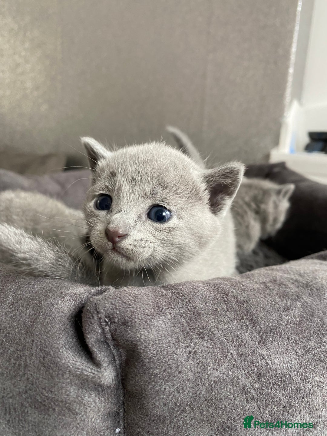 Russian Blue cats for sale: Russian blue kittens  - Image 7