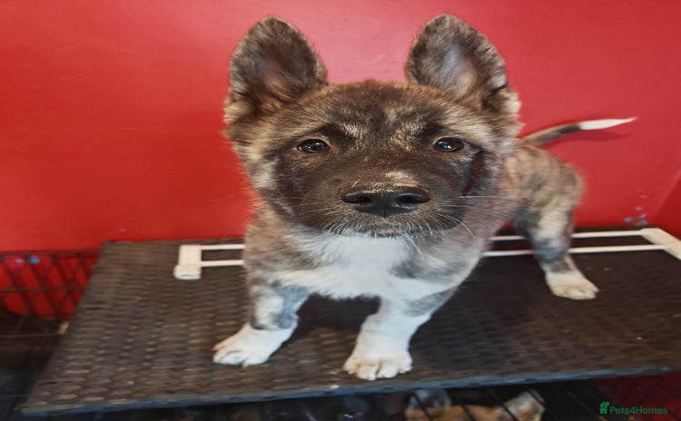 Mixed Breed dogs - Advert 8
