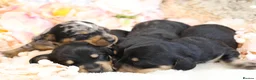 Miniature Dachshund dogs for sale: KC Miniature Dachshund Puppies - Advert 3