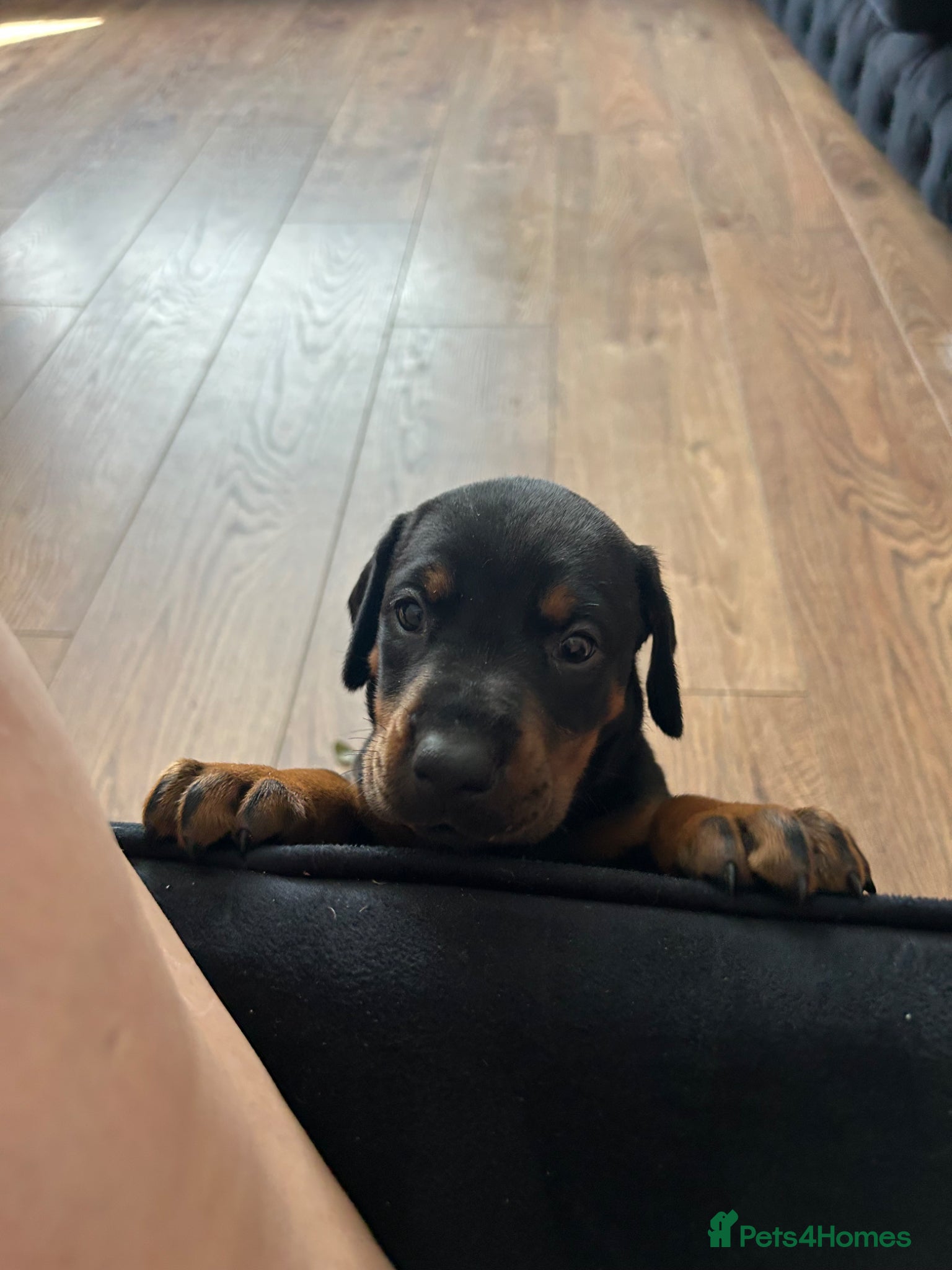 Dobermann dogs Last 2 beautiful girl doberman for sale  - Advert 4