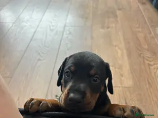 Dobermann dogs Last 2 beautiful girl doberman for sale - Advert 4