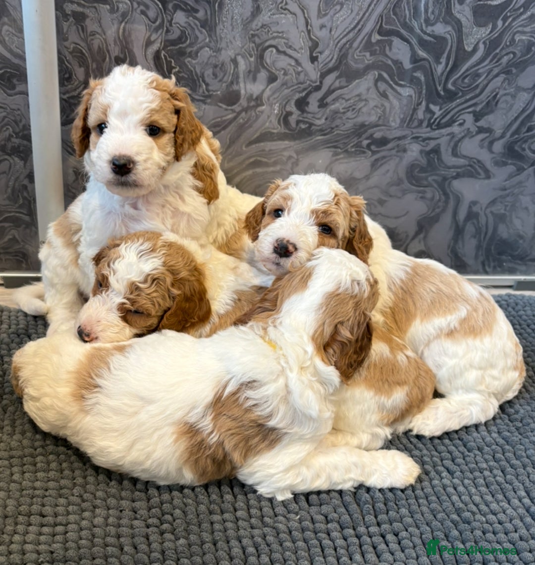 Double Doodle dogs for sale: Parti Double Doodles🐾  - Advert 8