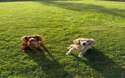 Cocker Spaniel dogs for sale: Working KC Registered Cocker Spaniel Puppies - Image 12