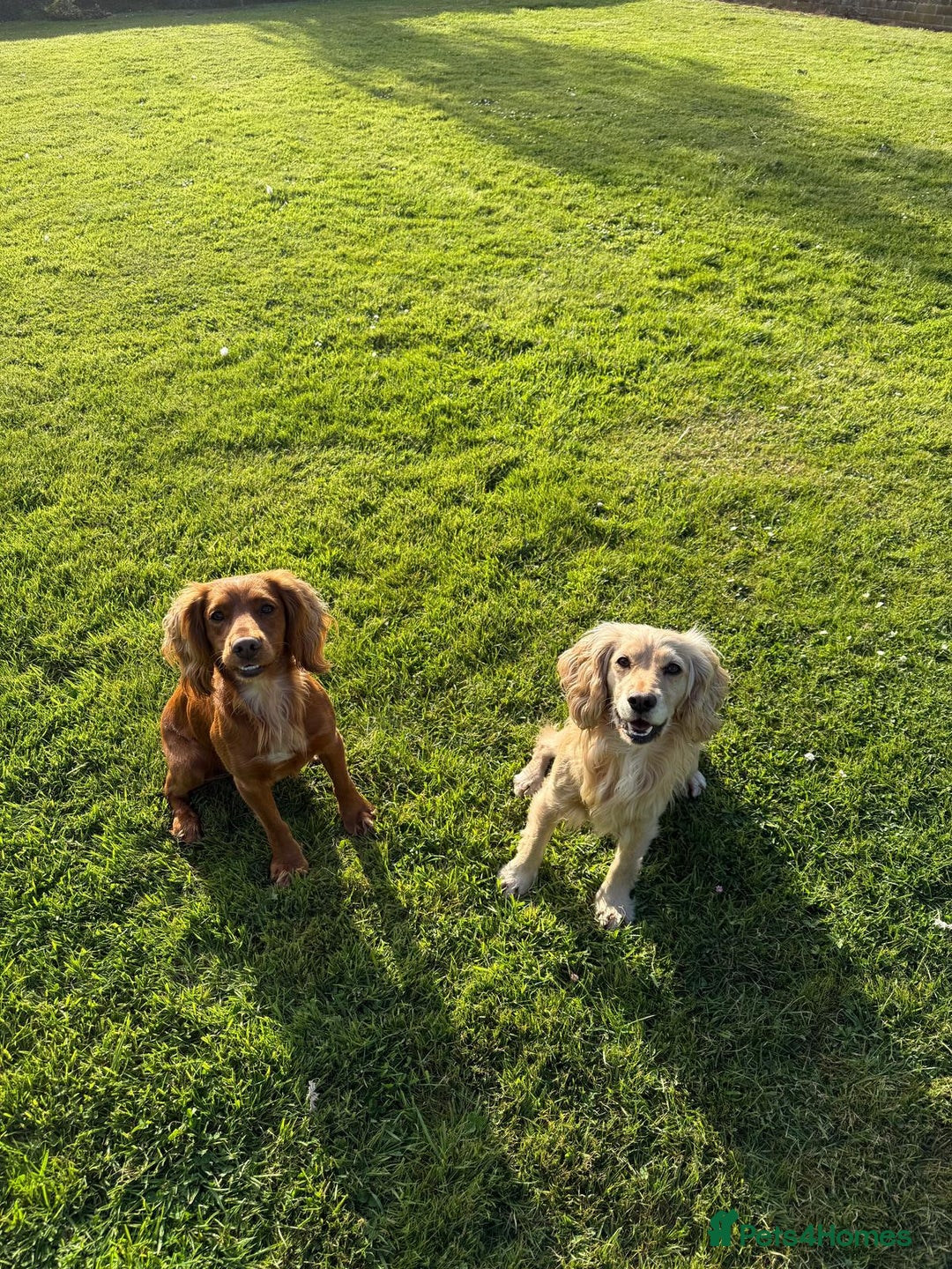 Cocker Spaniel dogs for sale: Working KC Registered Cocker Spaniel Puppies - Image 12