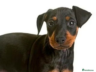 Miniature Pinscher dogs Miniture pincher male - Advert 1