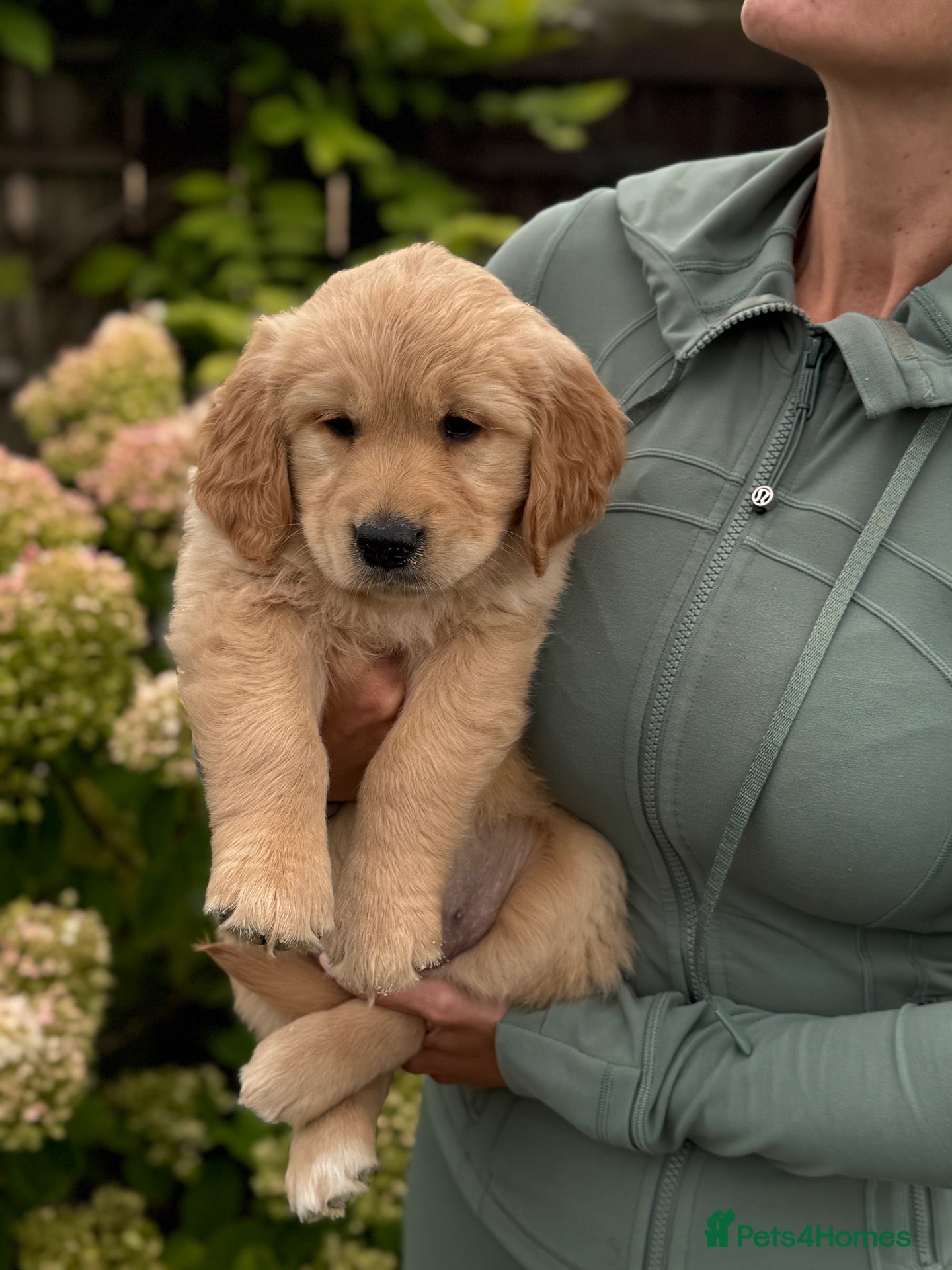Golden Retriever dogs KC registered golden retriever 2Boys remaining 🩵 - Advert 2