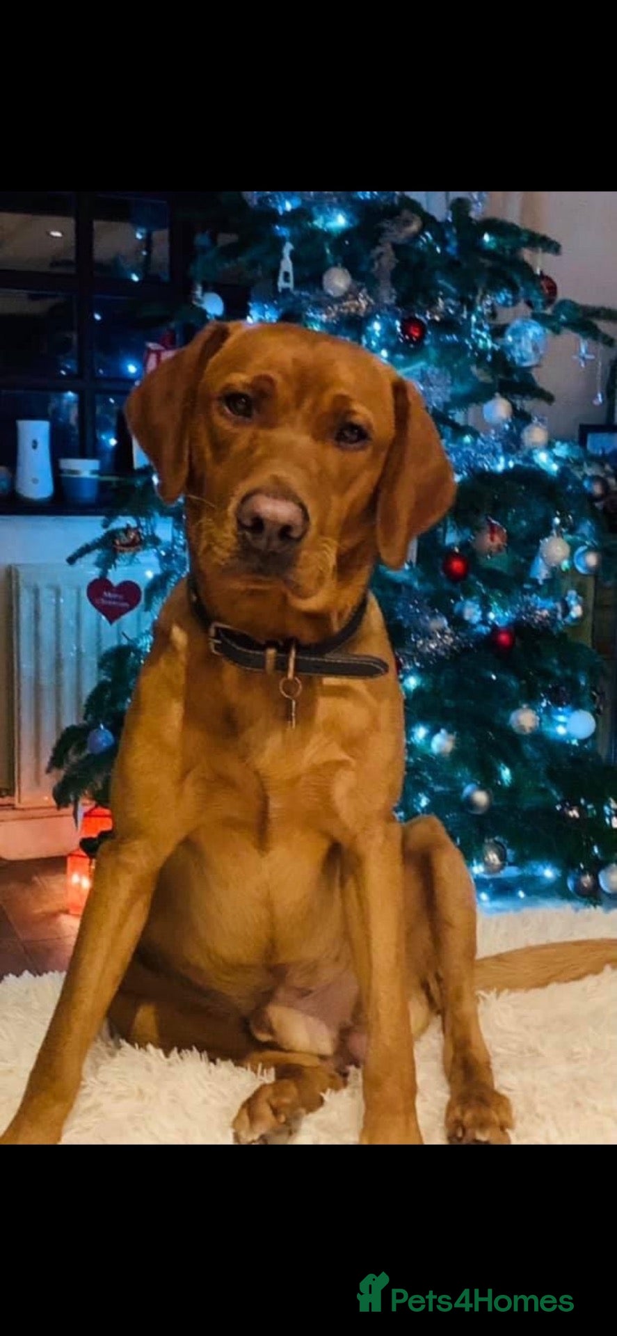 Labrador Retriever dogs Beautiful fox red/yellow lab puppies  - Advert 2