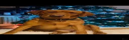 Labrador Retriever dogs for sale: Beautiful fox red/yellow lab puppies  - Advert 2