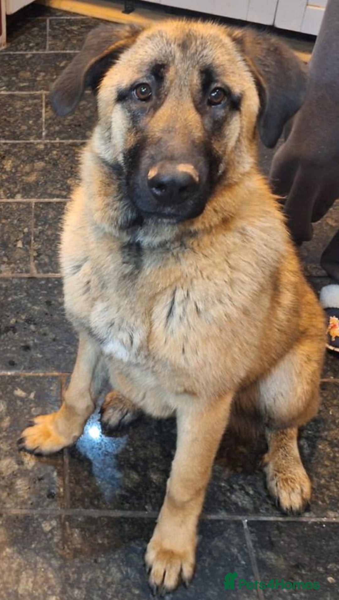 Mixed Breed dogs for sale: Cali – Beautiful Kangal × German Shepherd - Advert 1