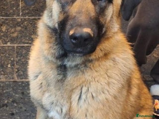 Mixed Breed dogs Cali – Beautiful Kangal × German Shepherd - Advert 7