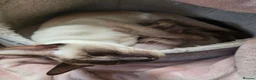 Siamese cats for sale: 2 Siamese  kittens available  for RESERVATION  - Advert 4