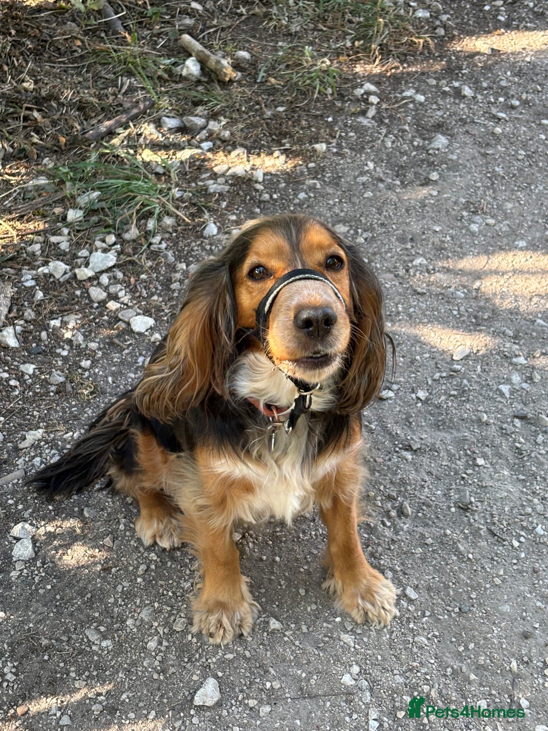 Cocker Spaniel dogs for sale: Outstanding kc reg cocker spaniel puppies - Image 14