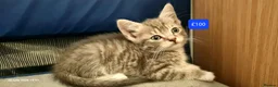 Mixed Breed cats for sale: Beautiful Mixed Breed Kittens - Advert 6