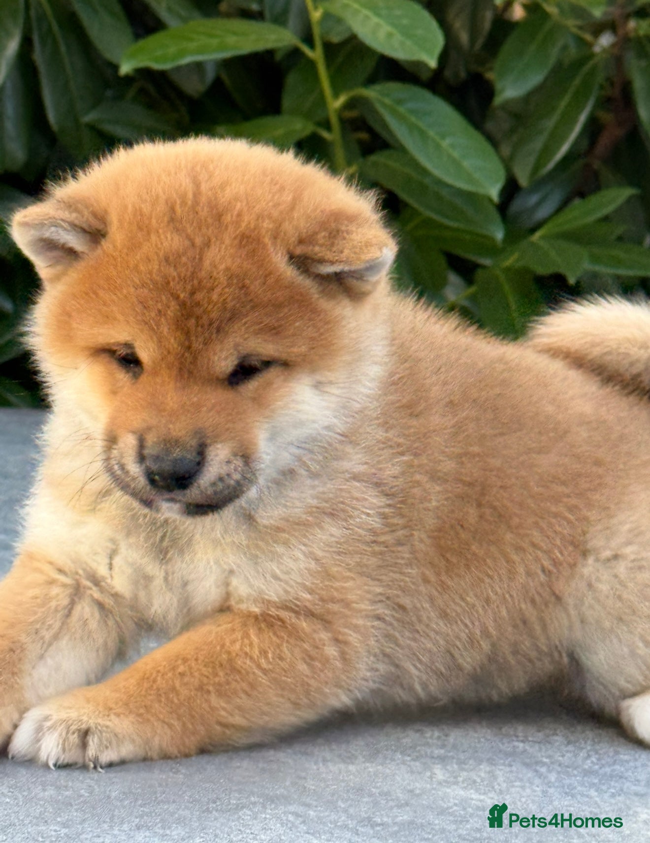 Japanese Shiba Inu dogs KC registered Clear DNA red Shiba Inu male puppy  - Advert 8
