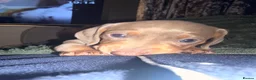 Dachshund dogs for sale: Dashaund  - Advert 3