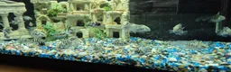 Cichlids fish for sale: Polar blue parrots in Aylesbury - Advert 8