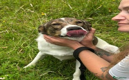 Mixed Breed dogs for adoption: Eddie - Norwich Norfolk  - Image 9