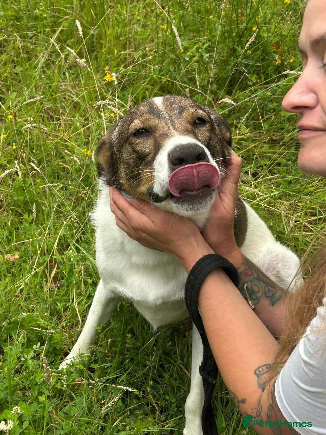 Mixed Breed dogs for adoption: Eddie - Norwich Norfolk  - Image 9