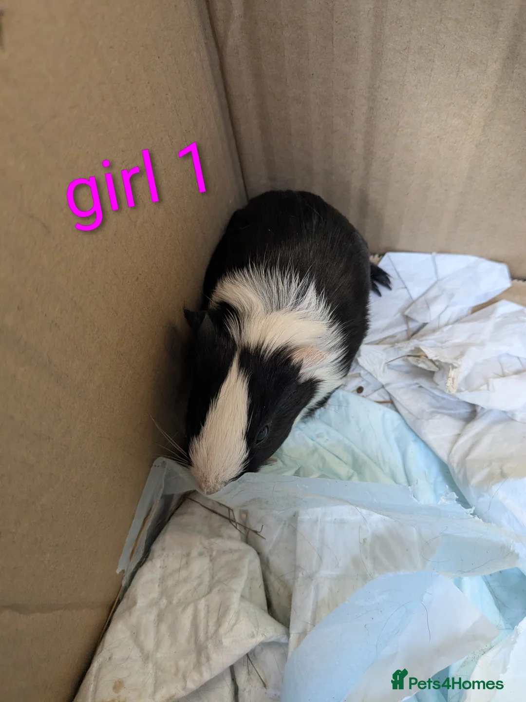 Guinea Pig rodents for sale: Little girl piggies  - Advert 2