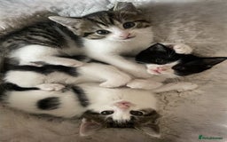 Mixed Breed cats for sale: 4 Sweet tempered kittens looking for loving homes - Image 1