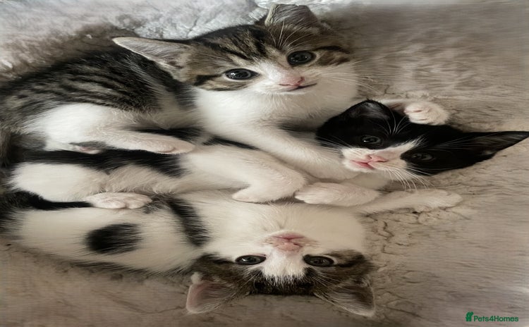 Mixed Breed cats for sale - Advert 1